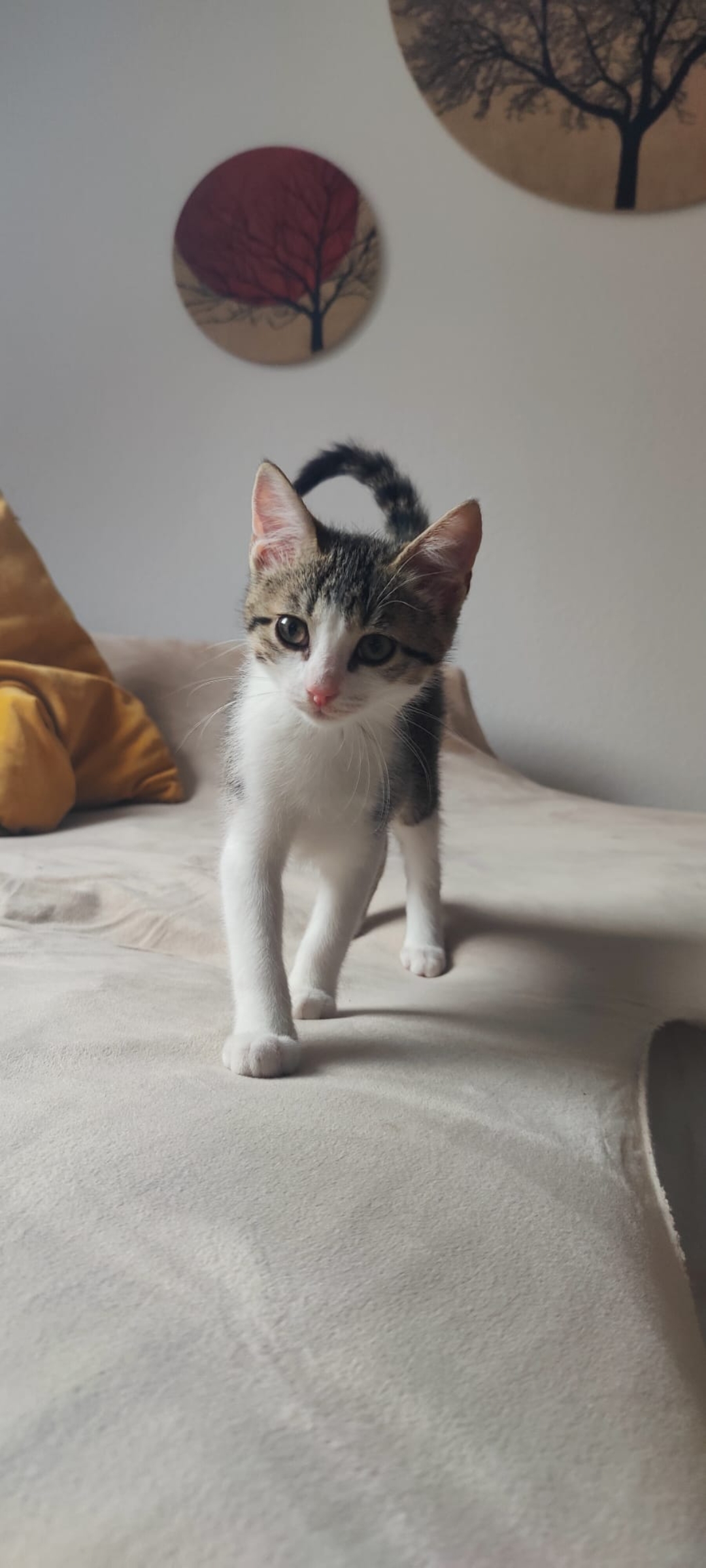 Screenshot_20250805_104806_WhatsApp