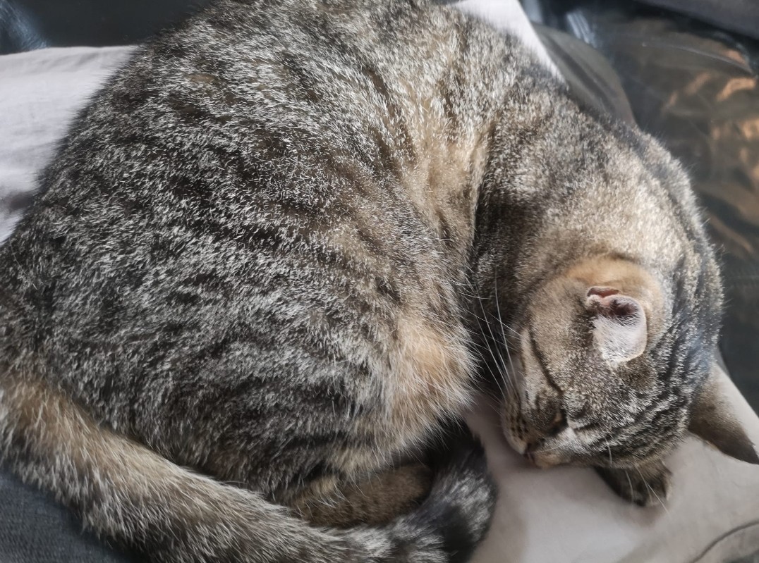 Screenshot_20250813_142443_WhatsApp - Annette Wemhoff