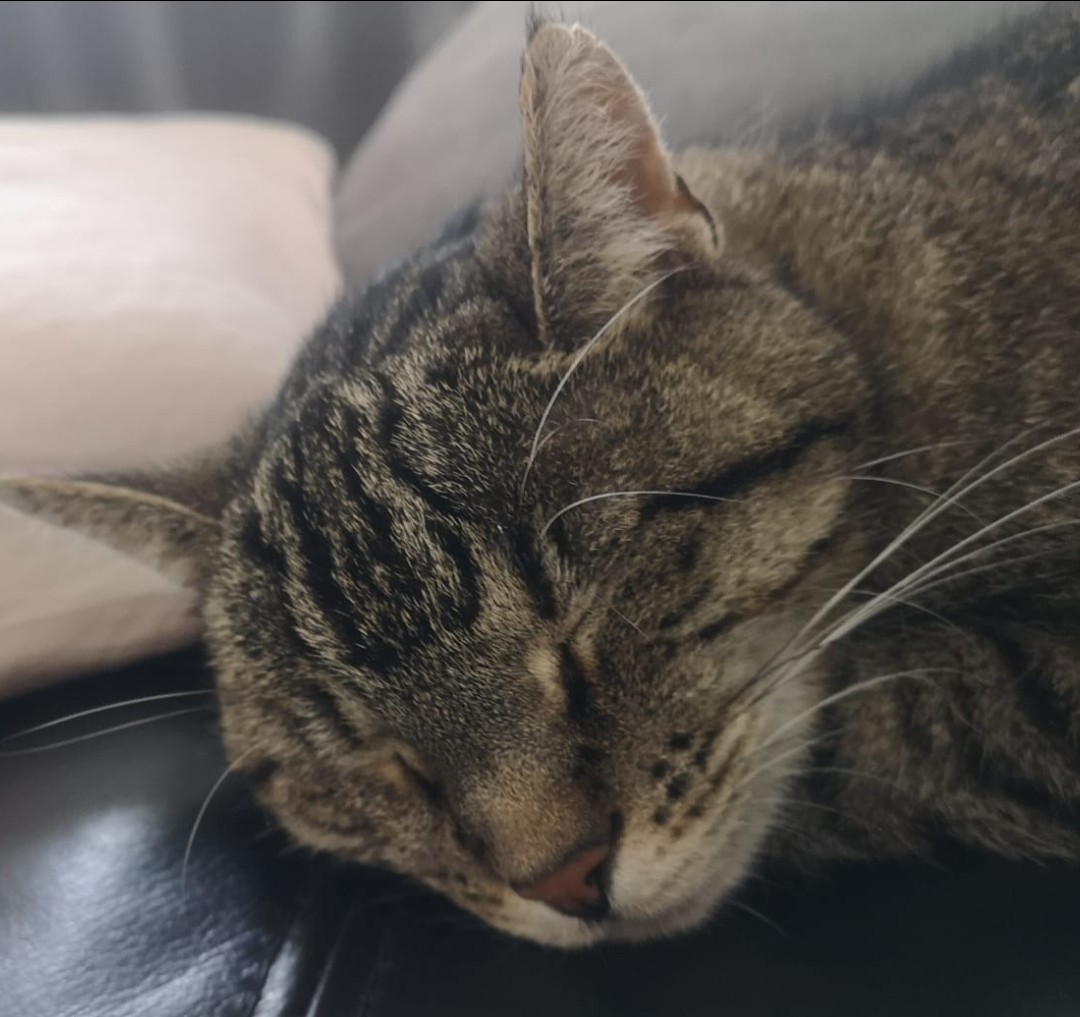 Screenshot_20250813_142453_WhatsApp - Annette Wemhoff