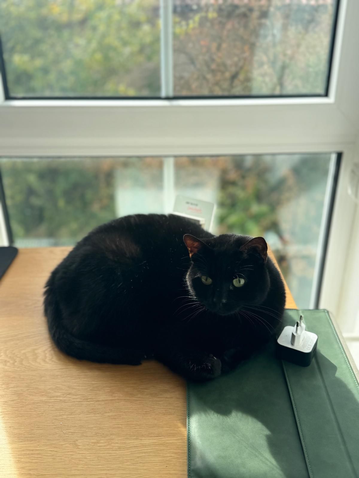 WhatsApp Image 2025-07-30 at 11.34.35