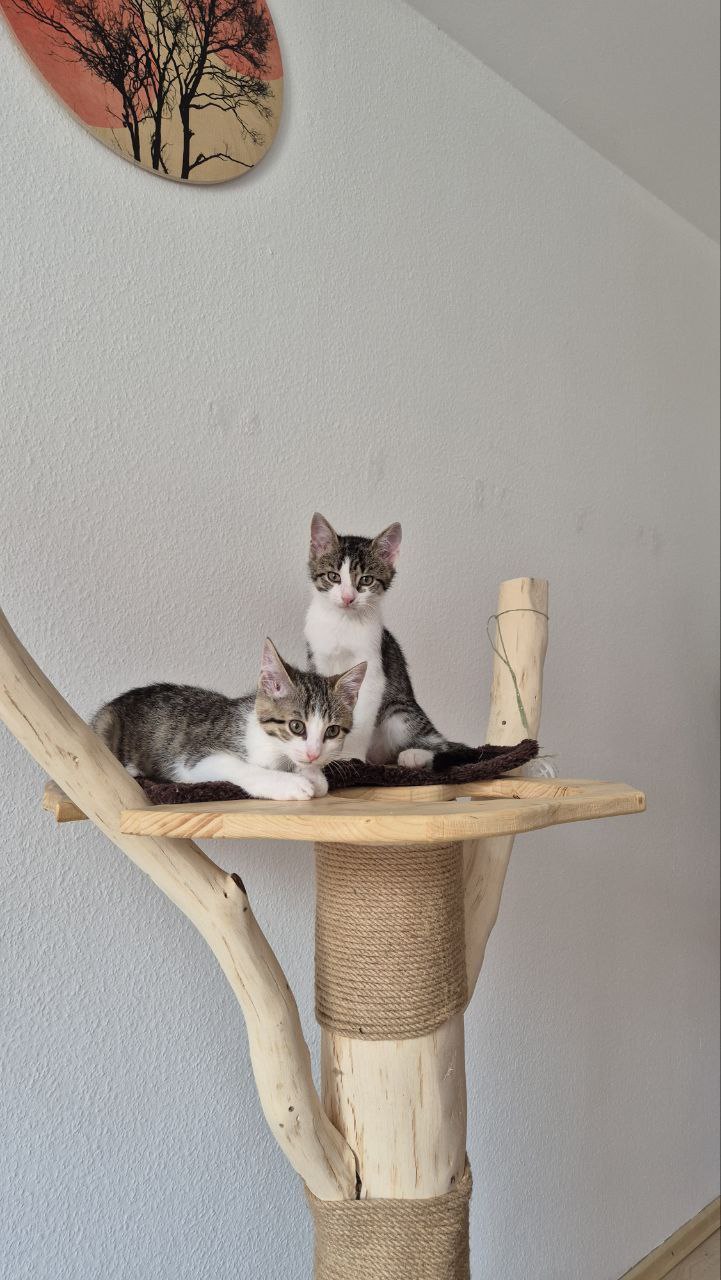 photo_2_2025-08-08_17-15-02