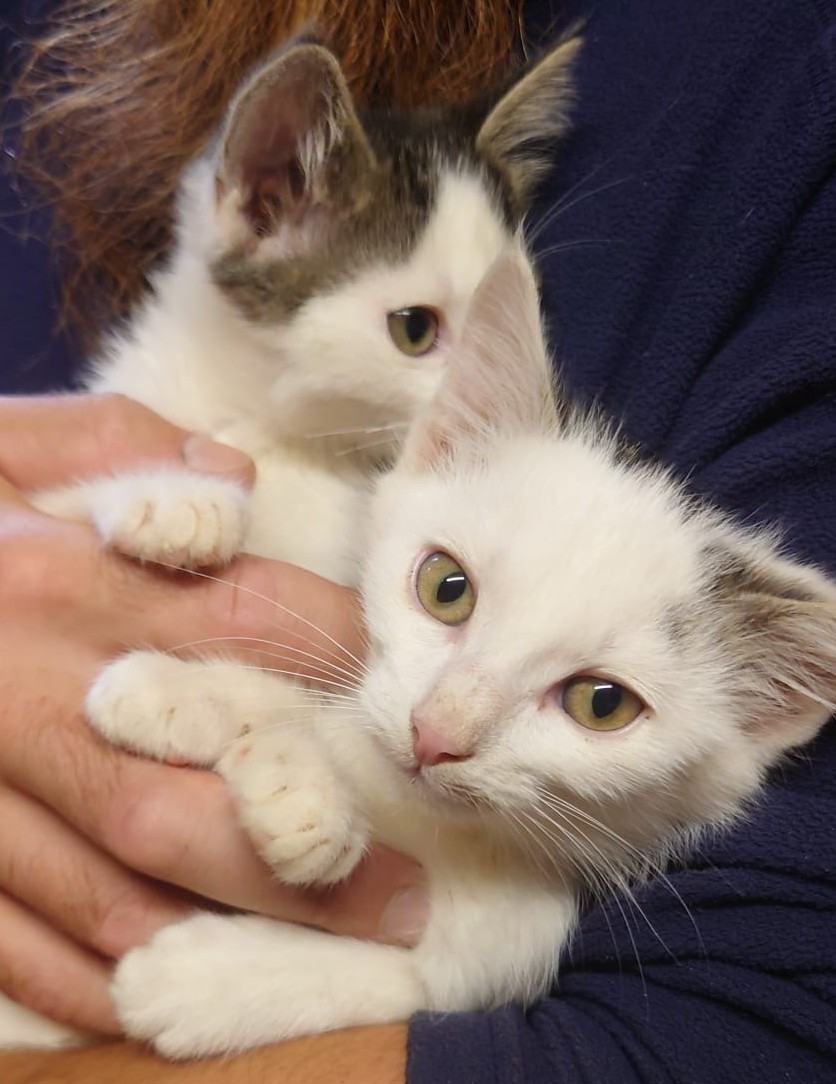 3390a933-8a38-467f-9f0f-7866e62abc44