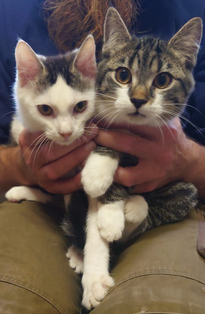 3cdb17ba-ddb5-48a1-8551-e0439e716d7f