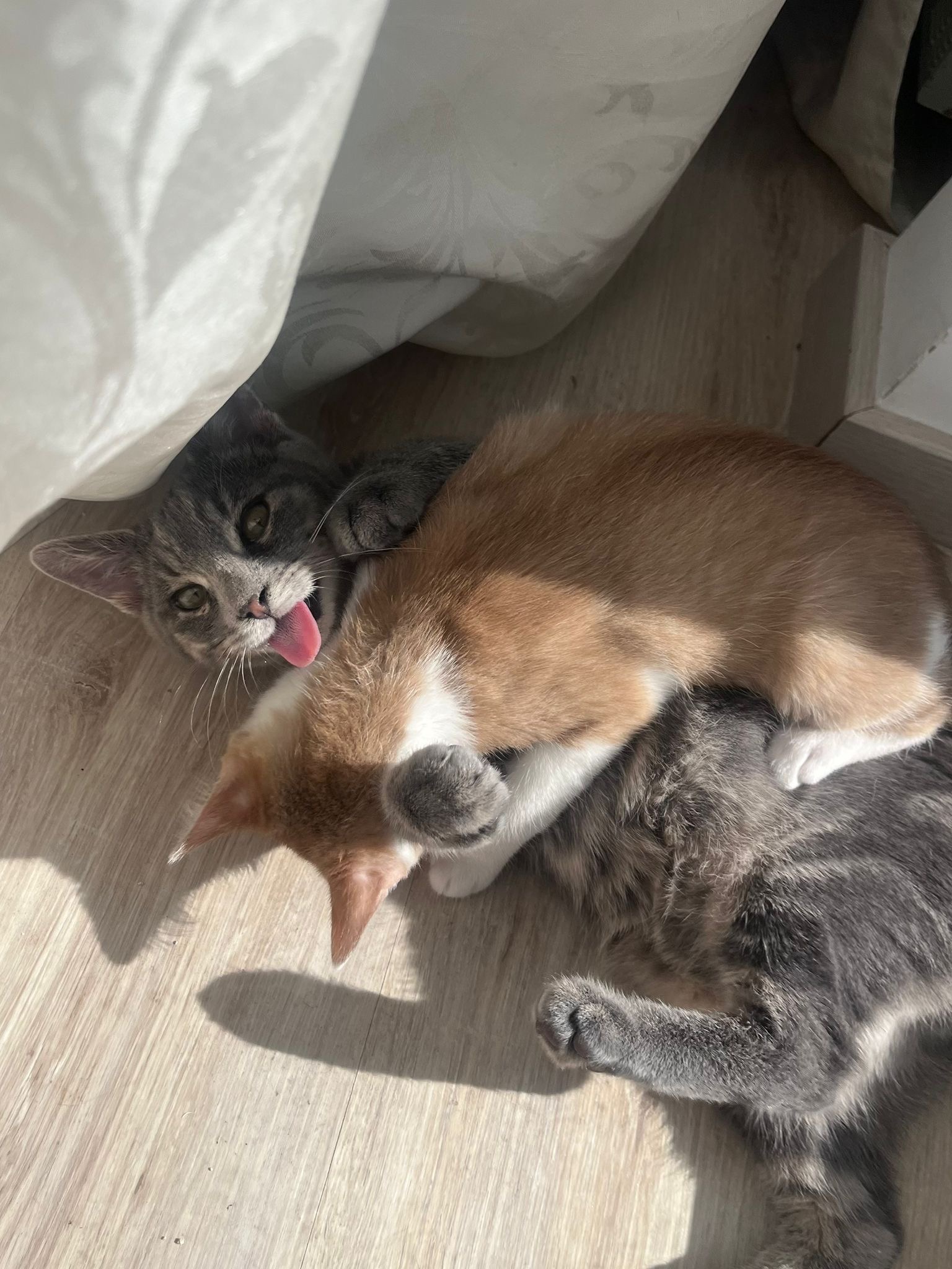 51a3ff11-5be7-431a-a895-1d797b8242c5