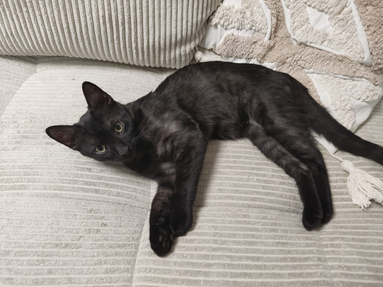 Gino...mit 5 Monaten (1)