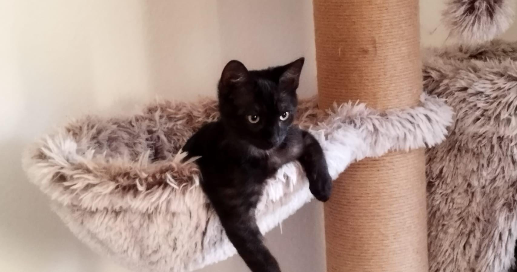 Gino...mit 5 Monaten (3)