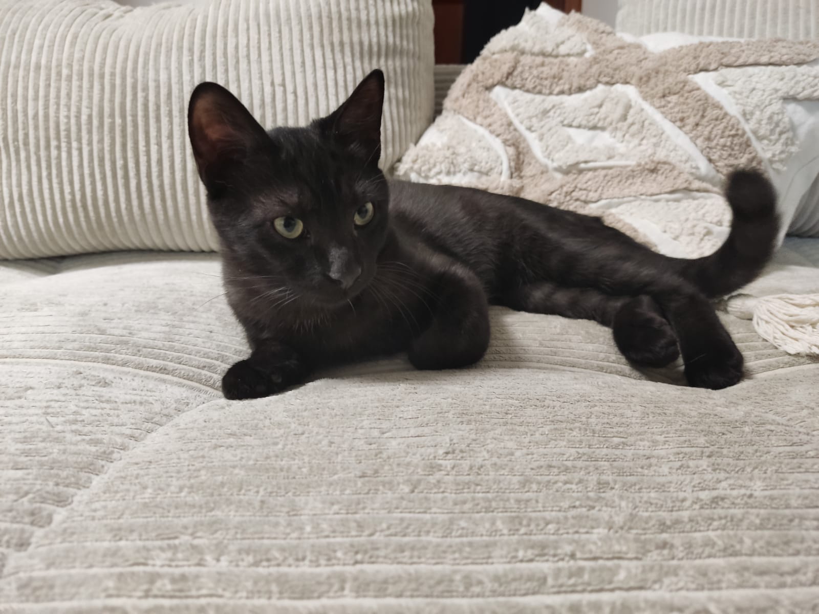 Gino...mit 5 Monaten (4)