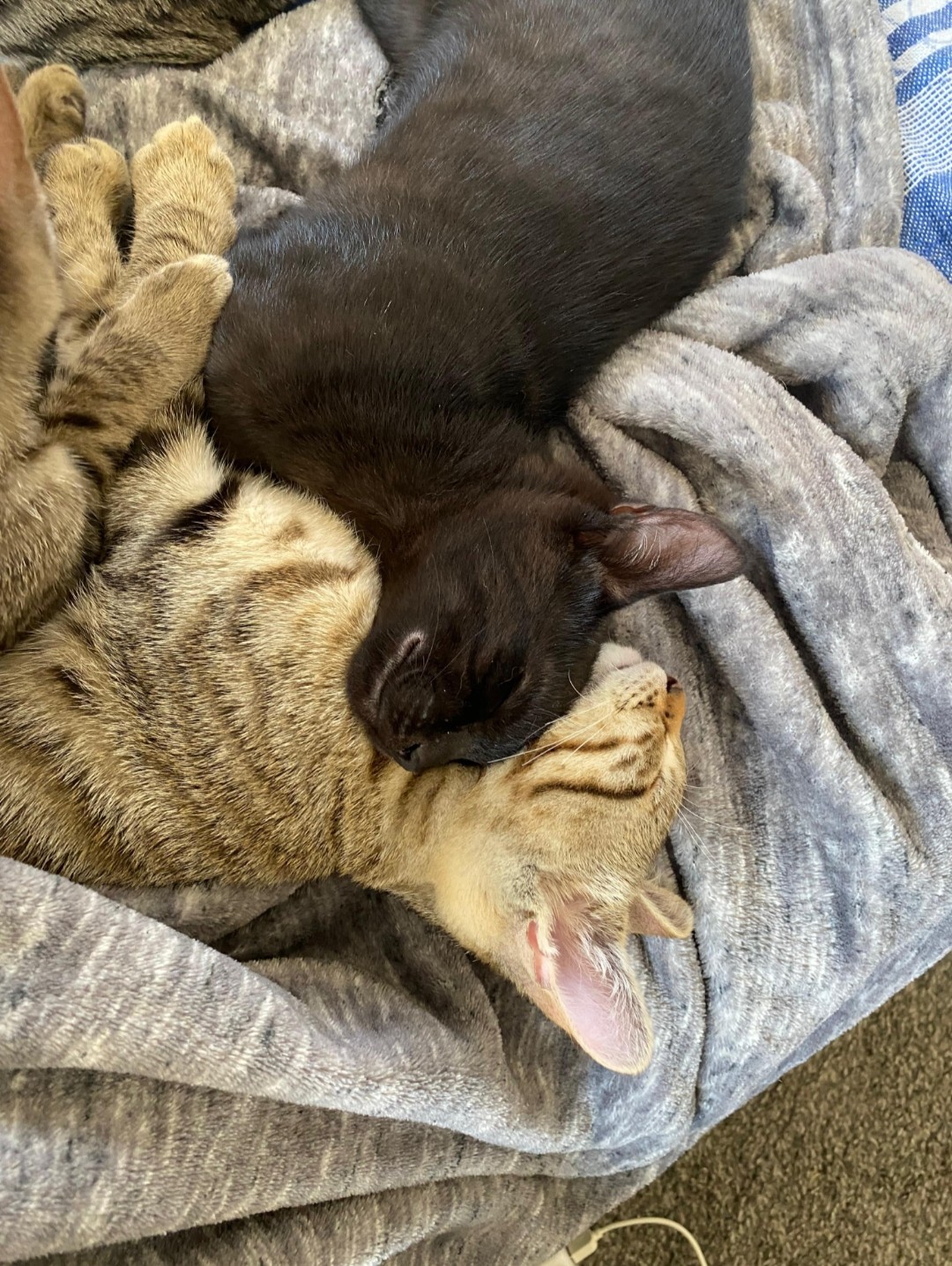 Screenshot_20250919_100133_WhatsApp