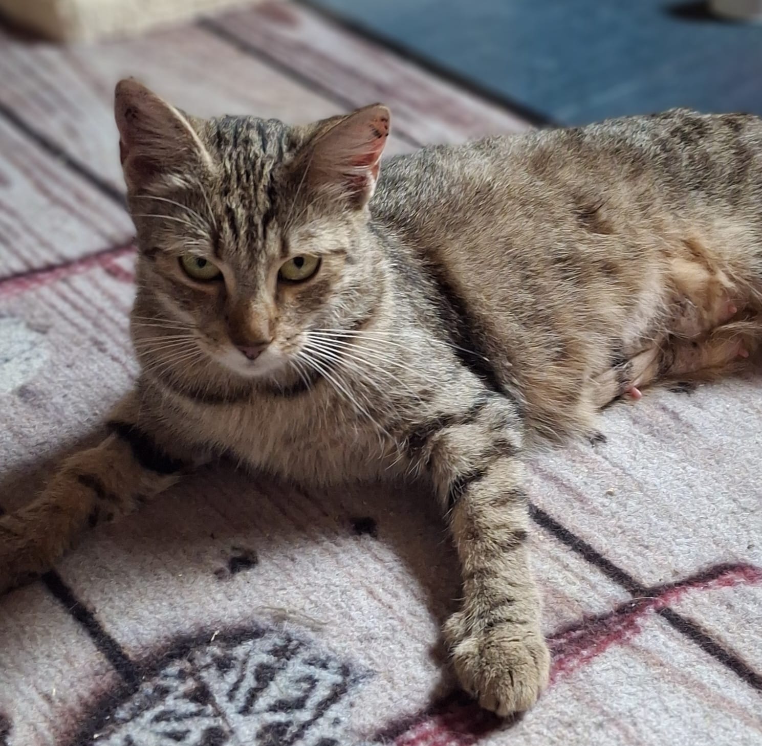 a3e2a86f-a20b-428c-98b9-b09f42e23303