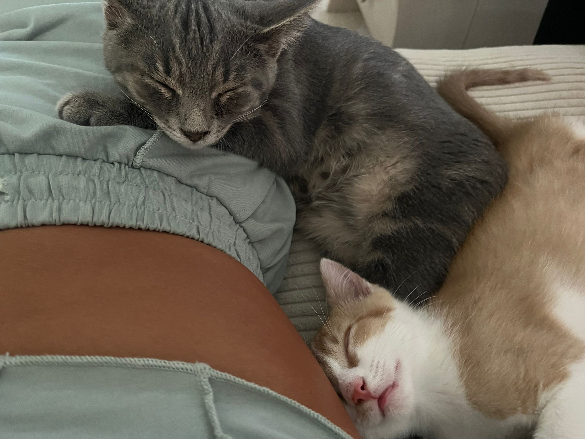 ba429c7f-0e1d-4f93-b07f-076bce580244