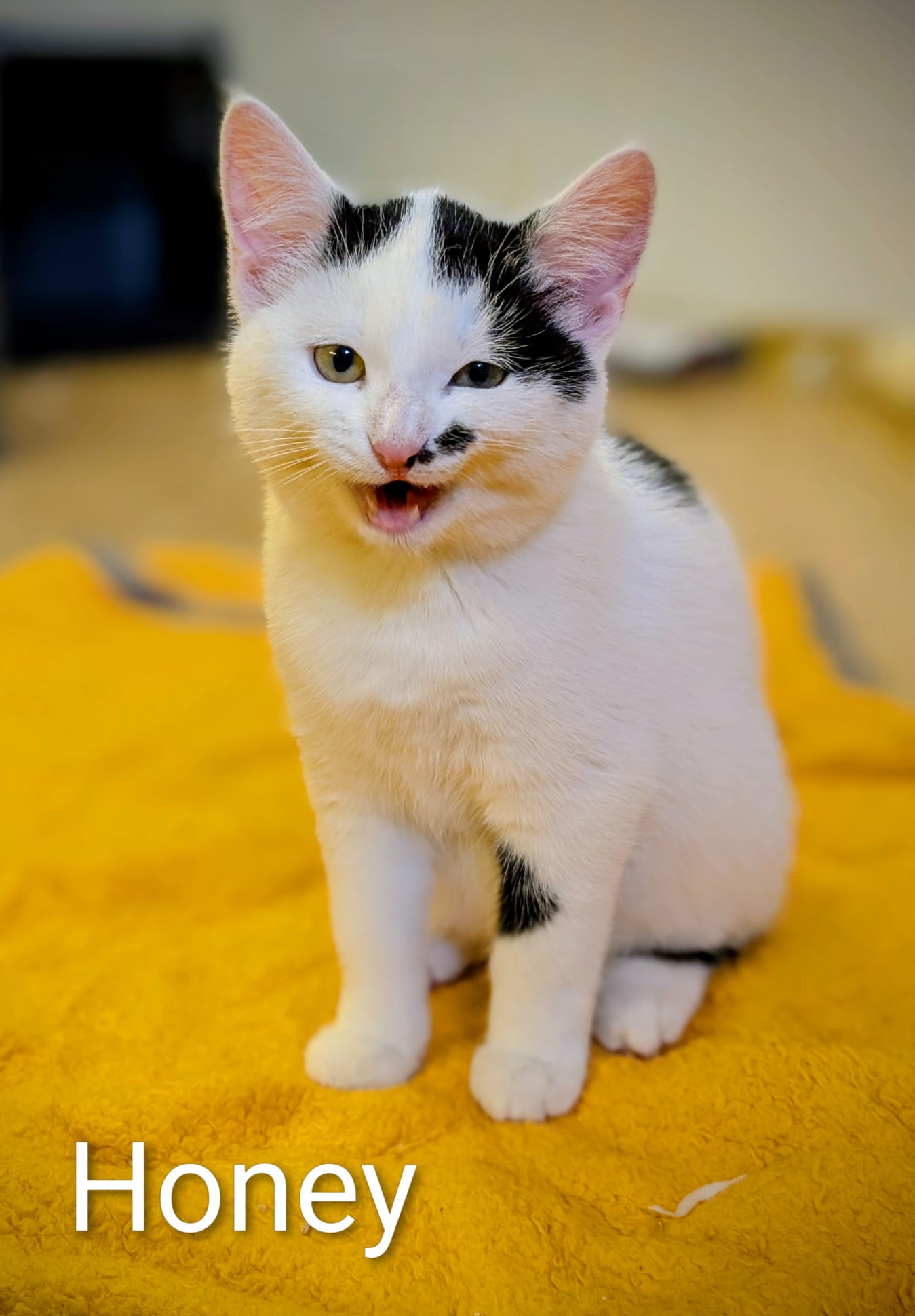 6ab1d7ed-b124-40af-bf19-3f69f65c09bc