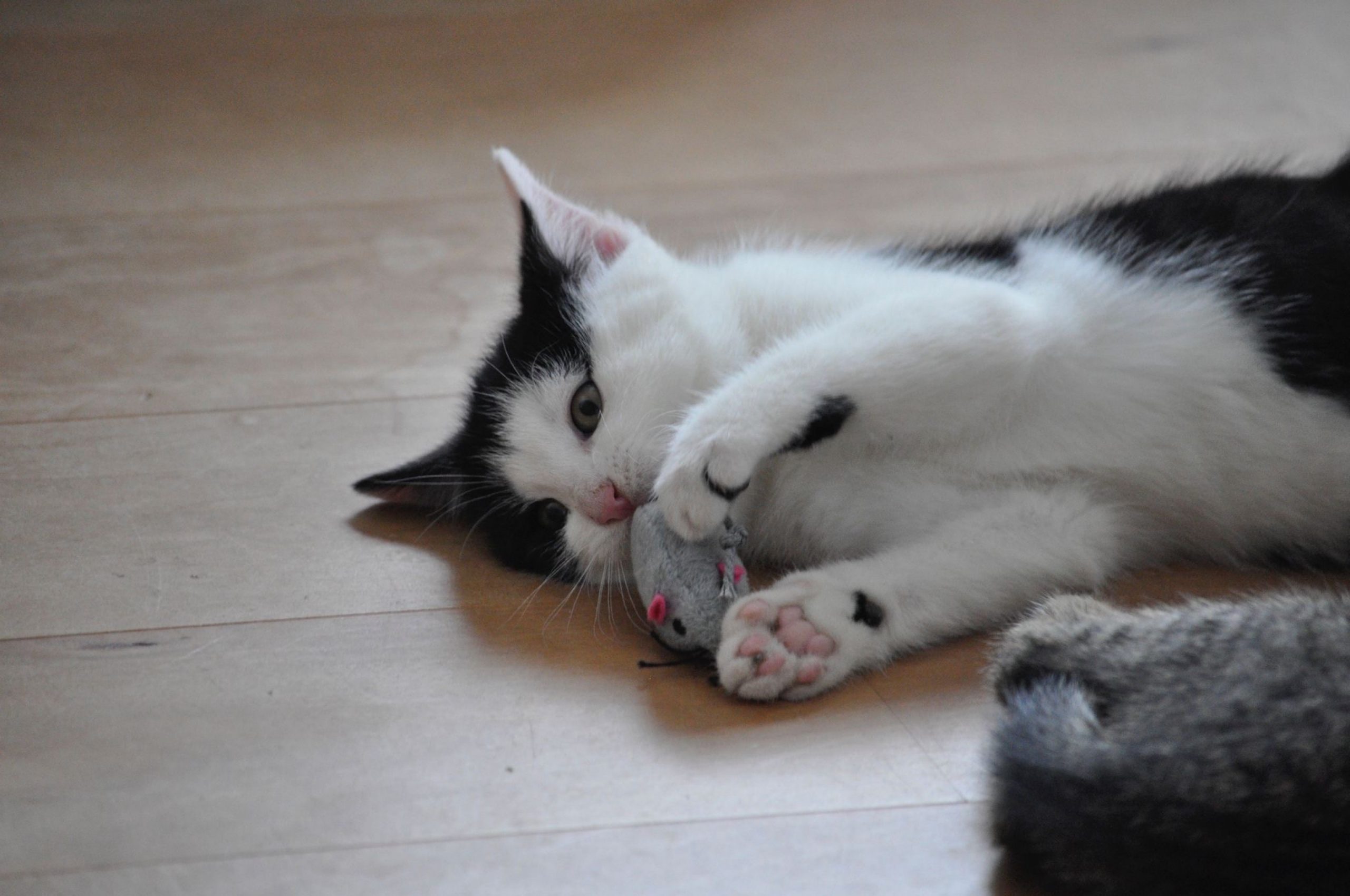 bcb99968-3a1f-4a54-b00b-9fcdd468186e