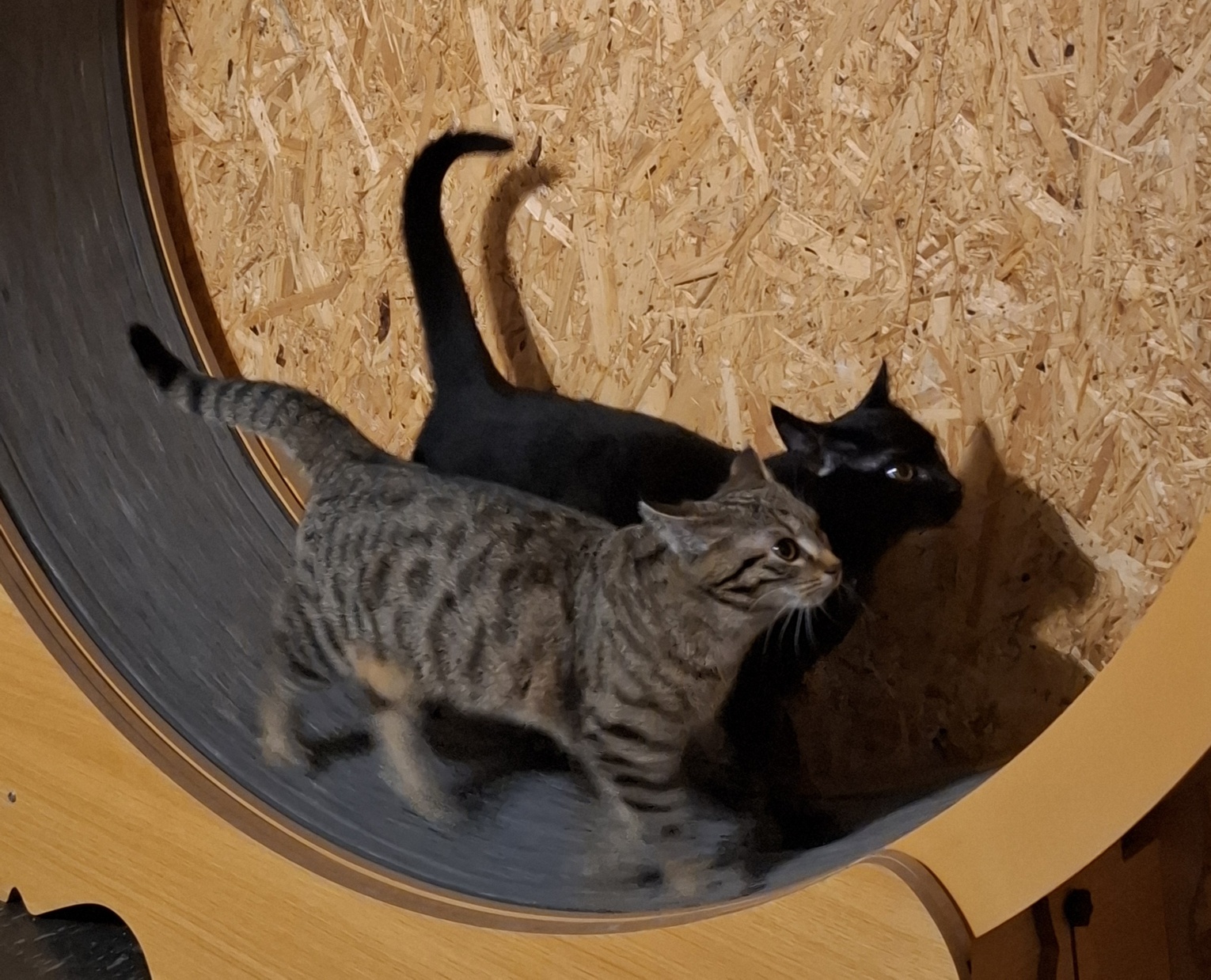 20260118_201651_resized