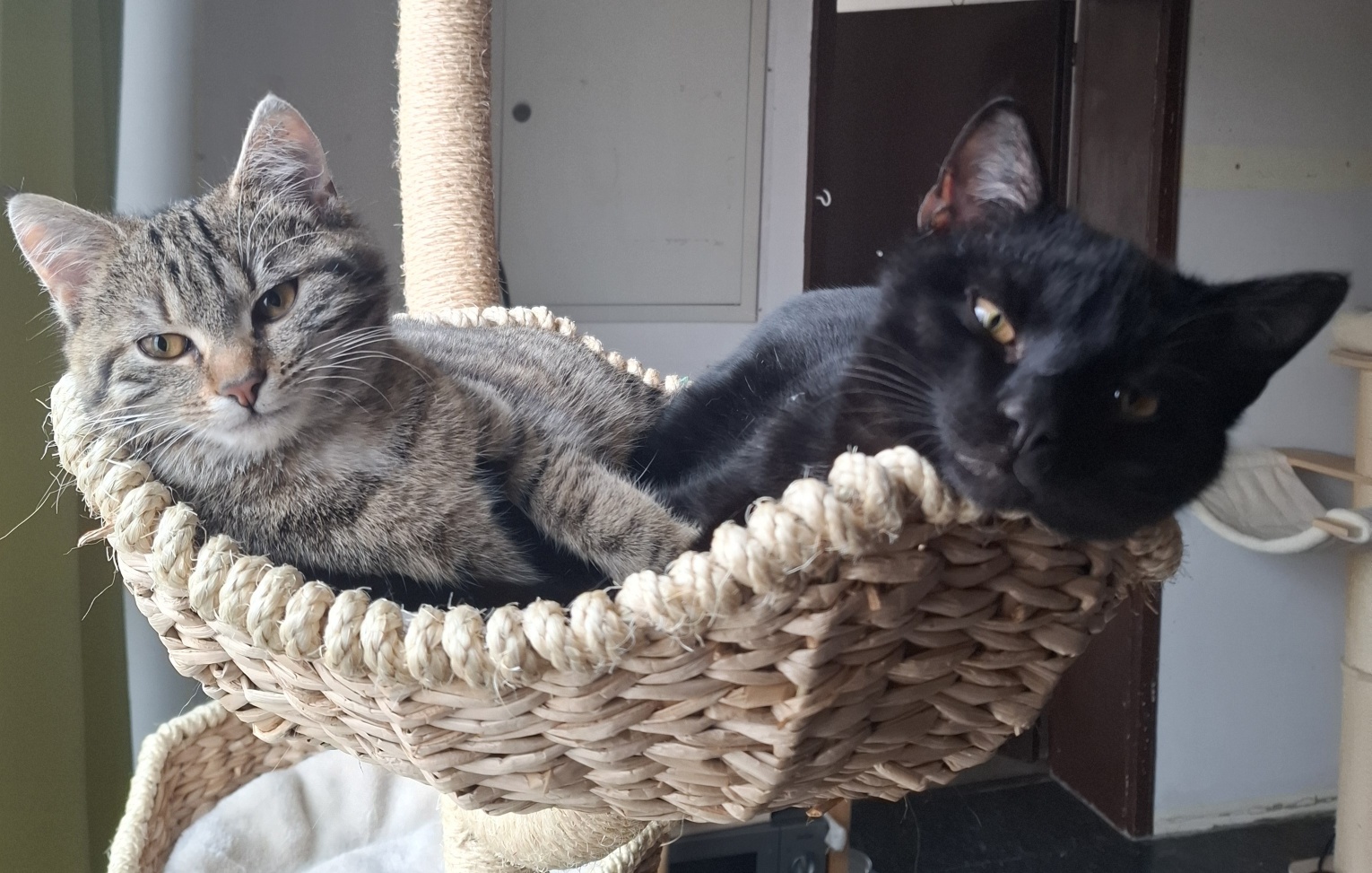 20260125_125232_resized