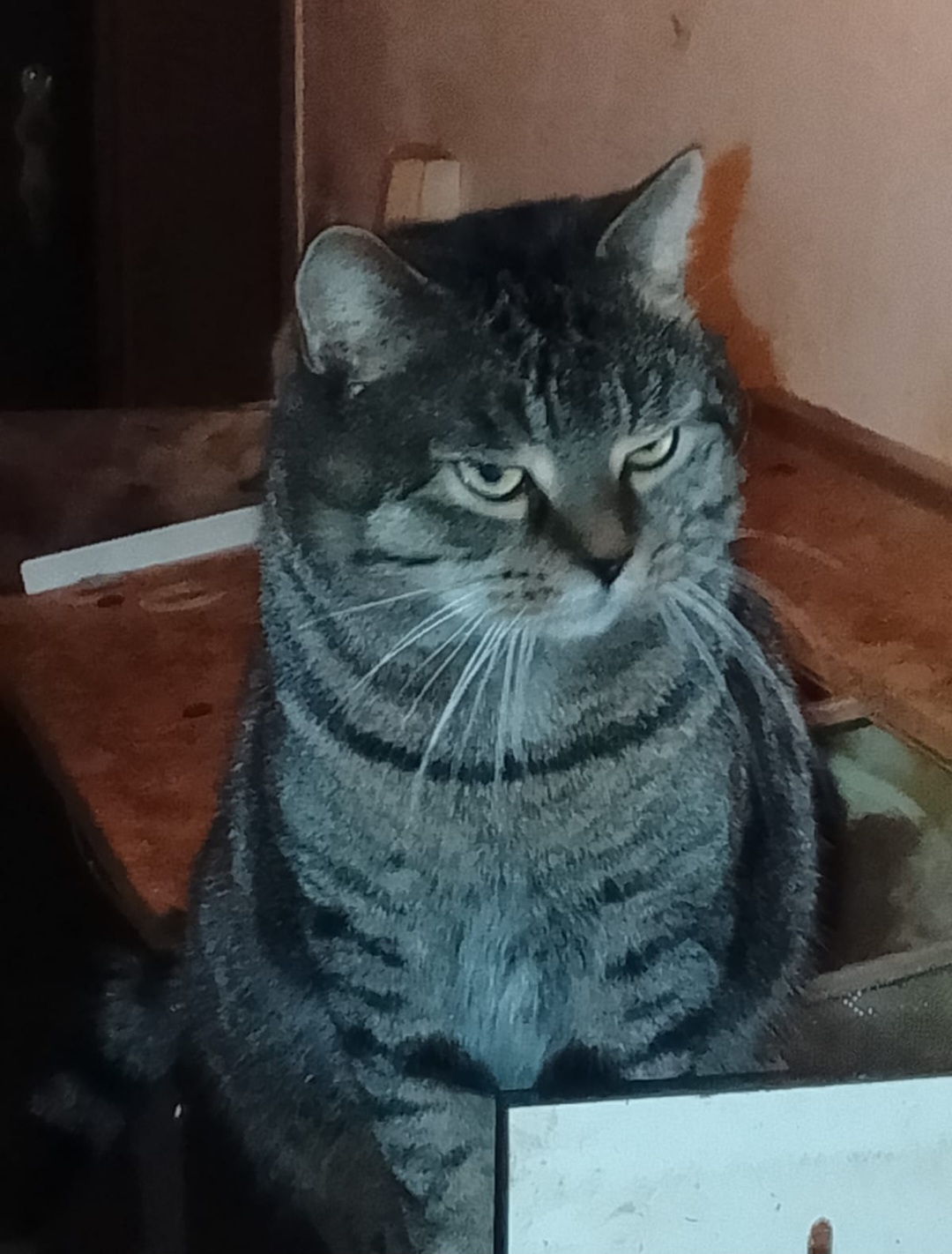 Screenshot_20260104_164454_WhatsApp - Annette Wemhoff