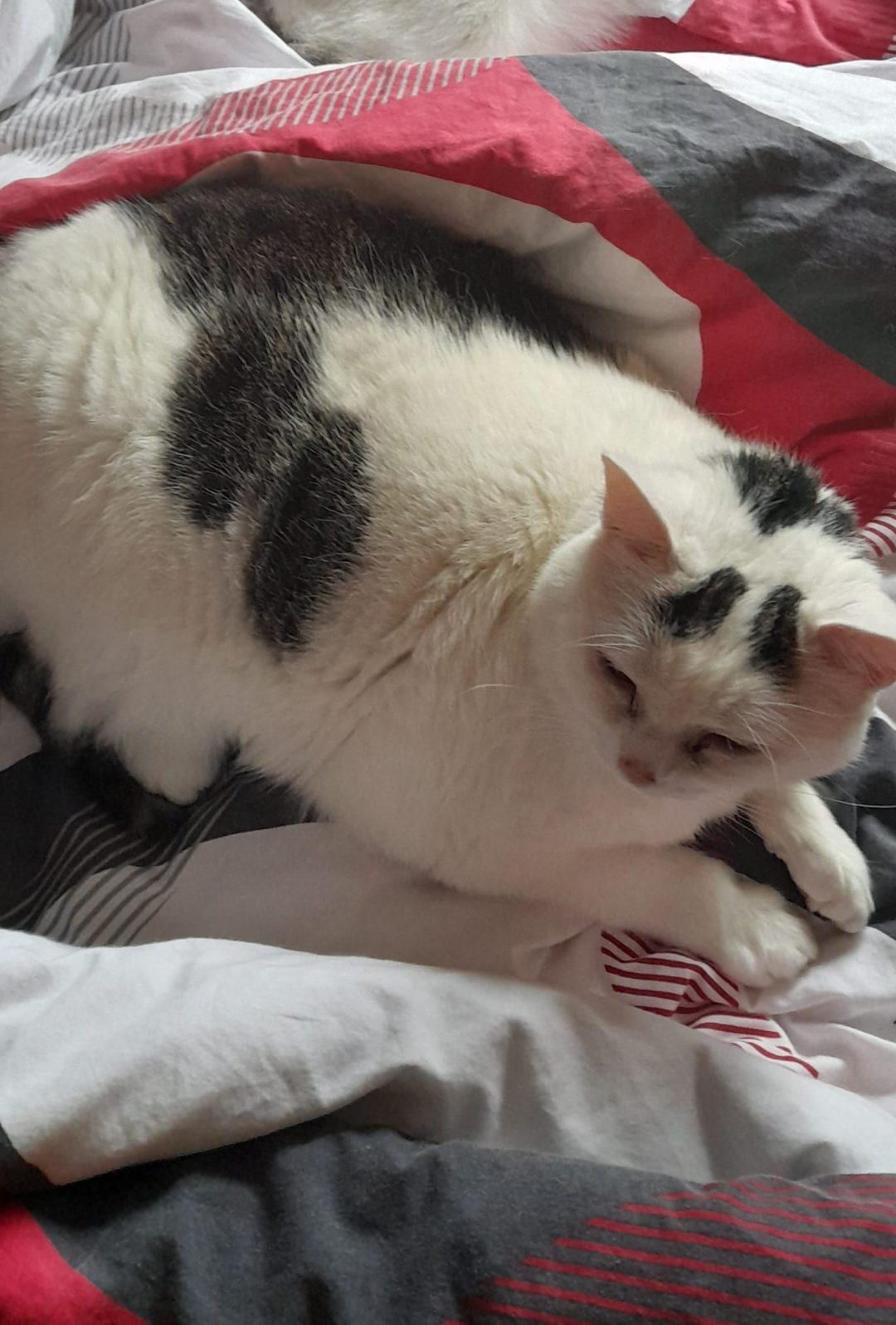 Screenshot_20260121_122700_Gallery