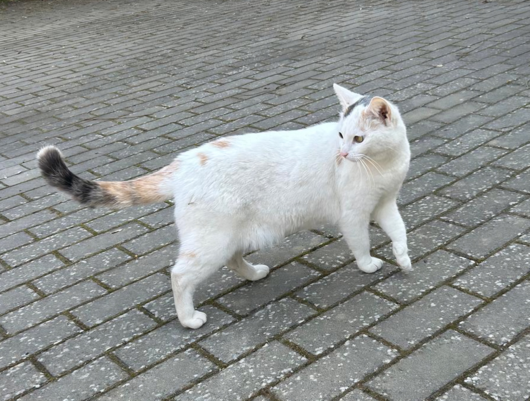 IMG-20260411-WA0017_resized