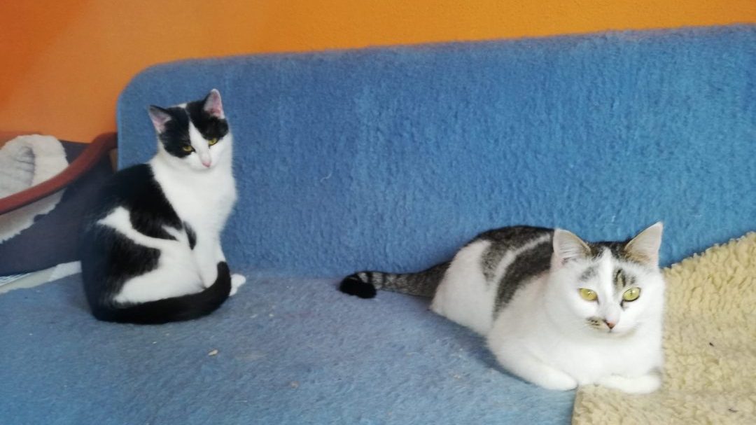 Screenshot_20260402_151354_WhatsApp