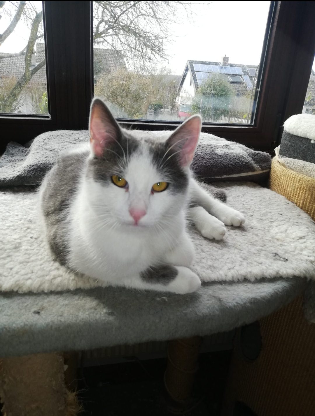 Screenshot_20260402_151412_WhatsApp