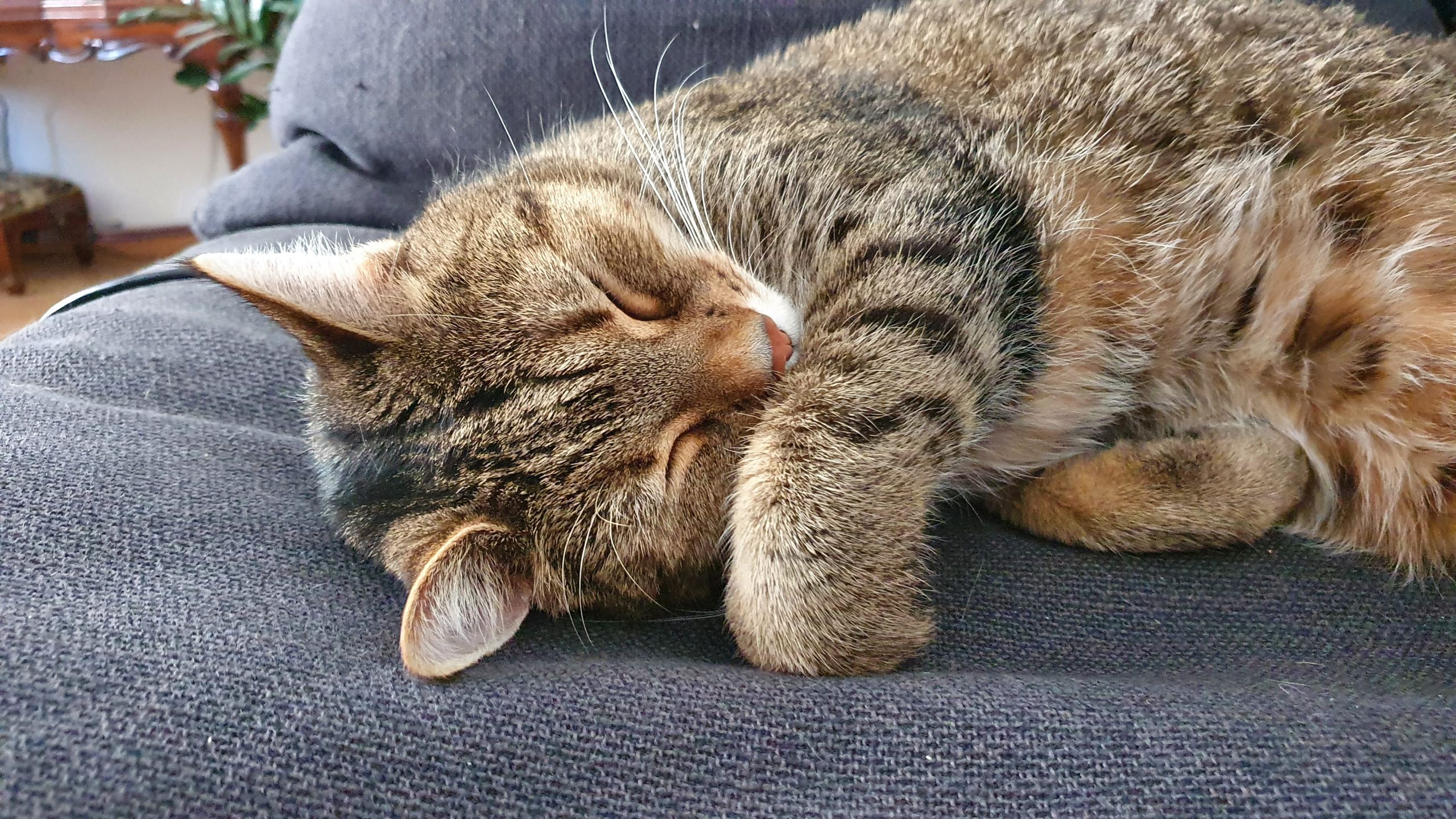 Nala (Katze) 1