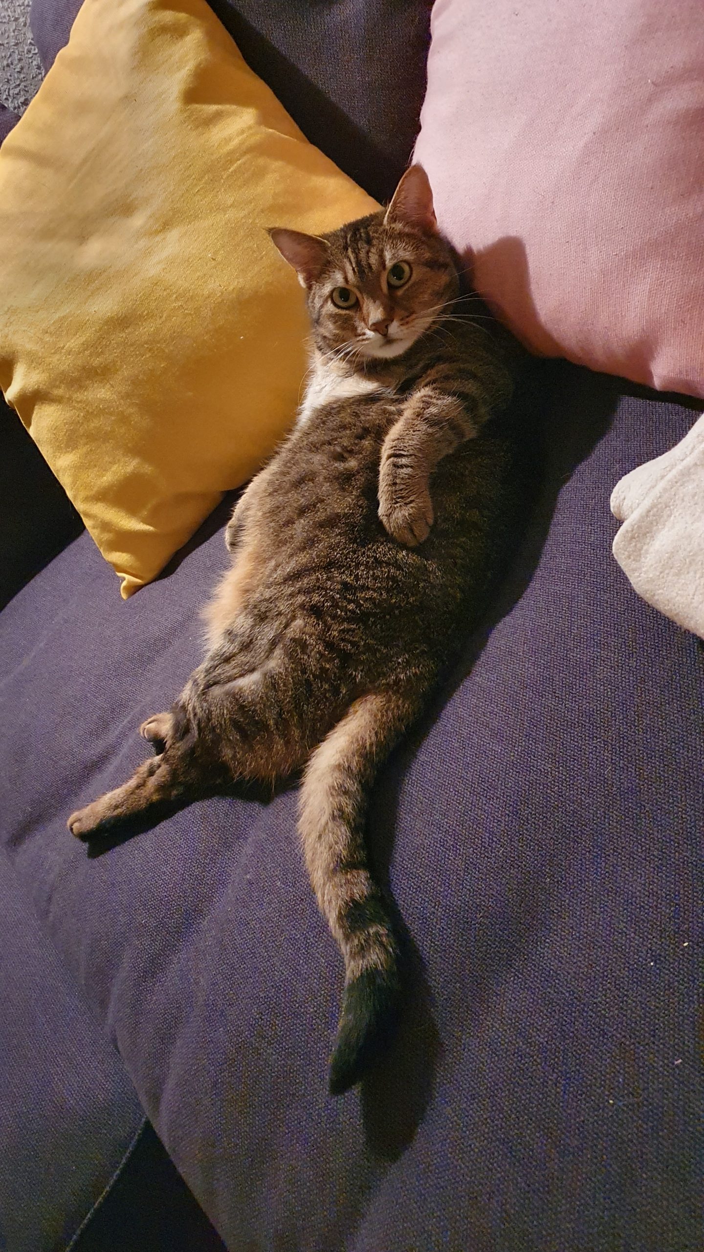 Nala (Katze) 2