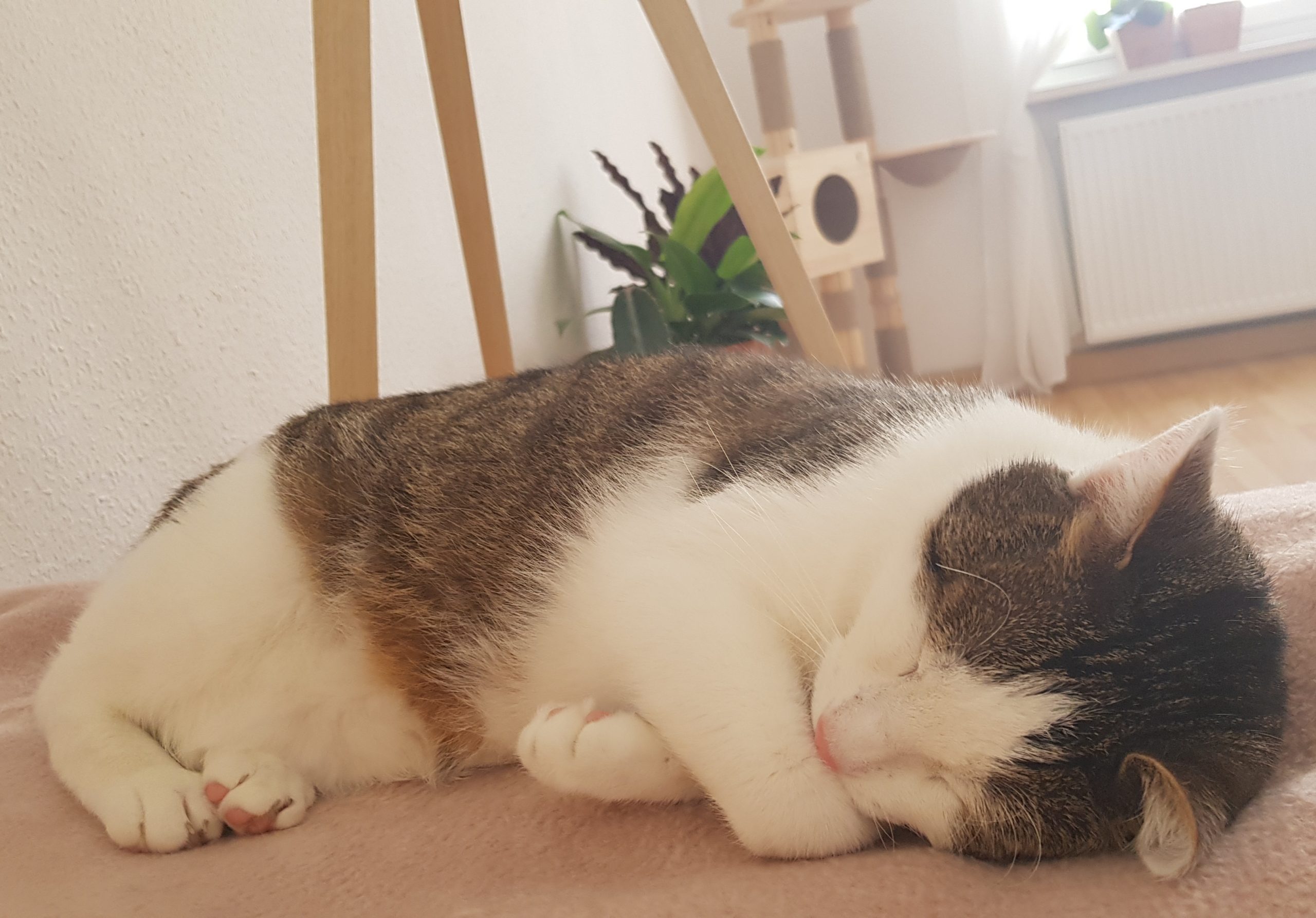 Simba (Kater) 1