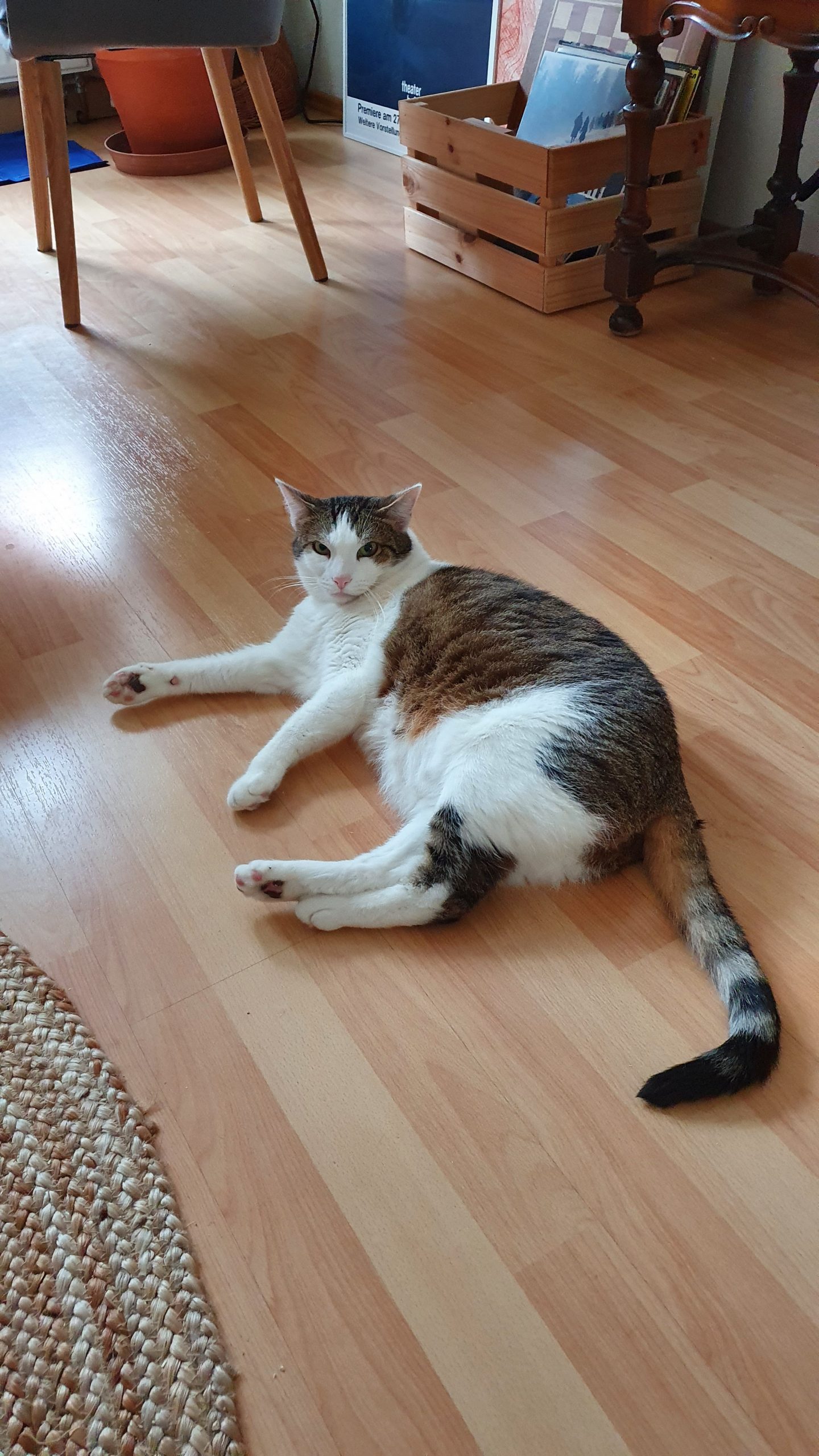 Simba (Kater 2)