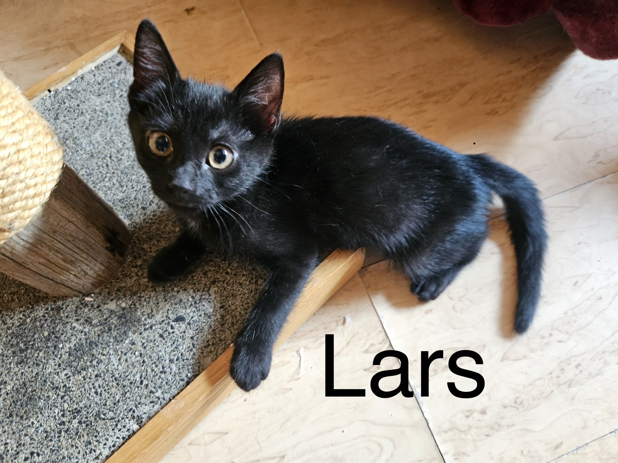Lars.....