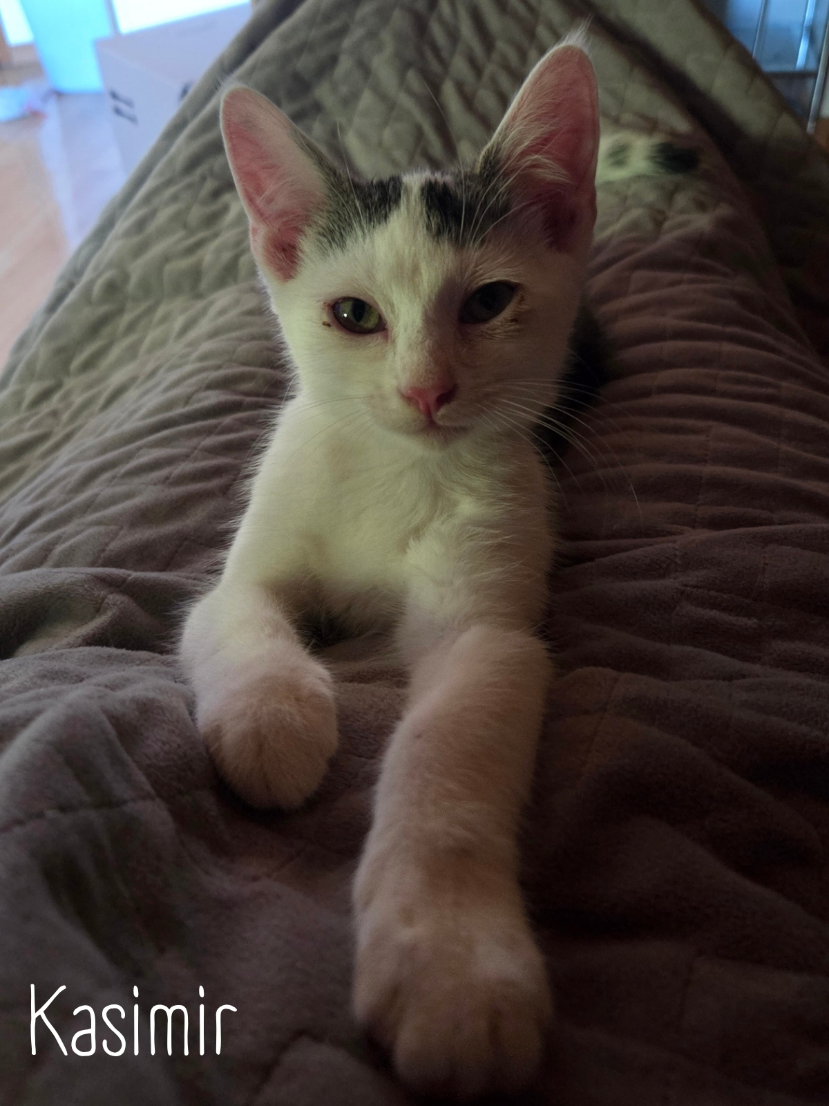 Kasimir