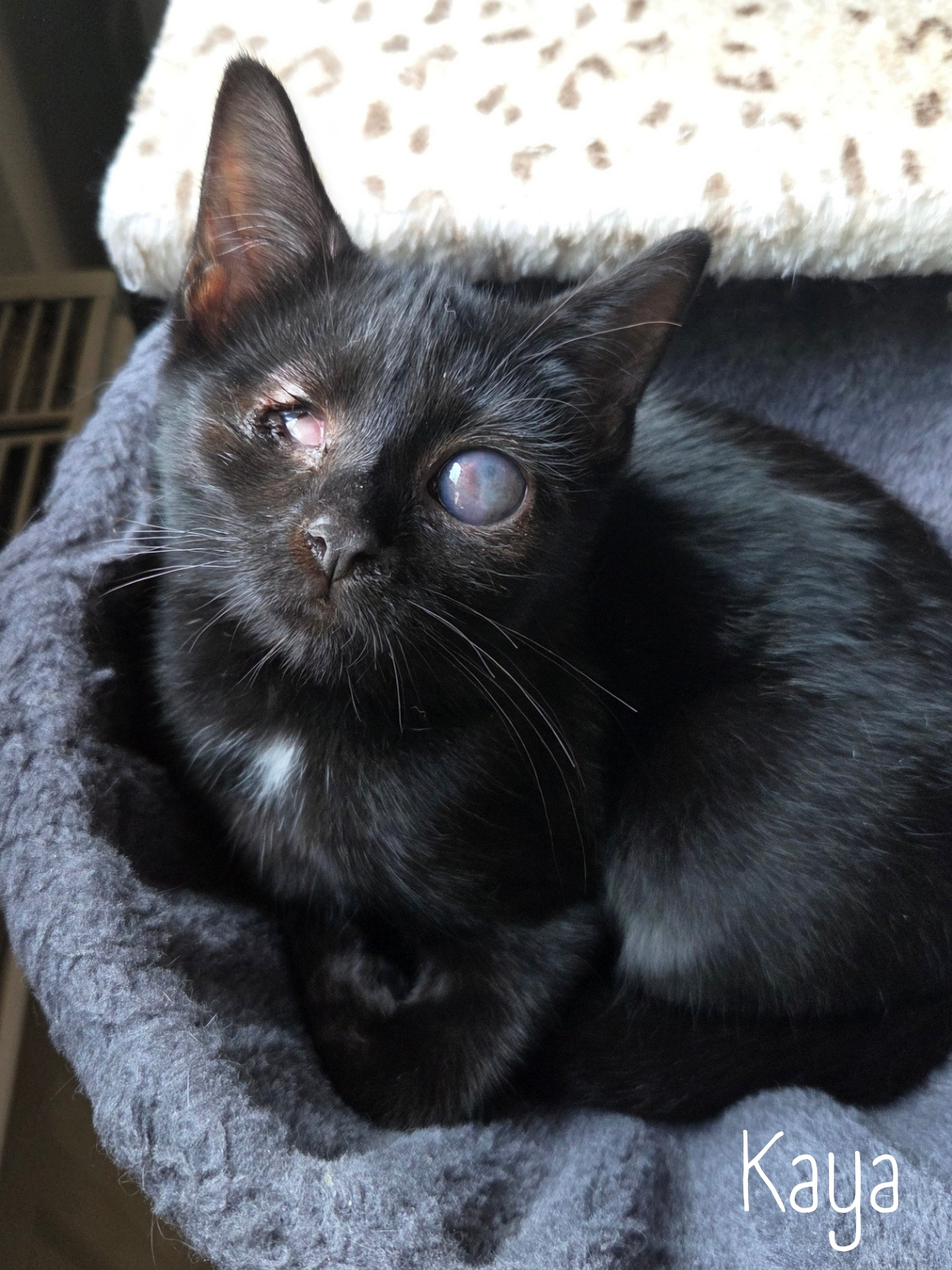 Kaya